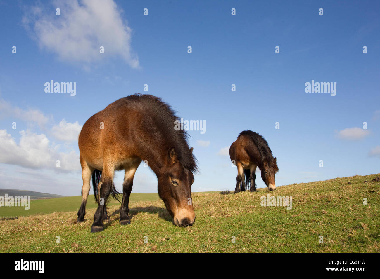 Poneys Exmoor (Equus caballus) le pâturage de Seven Sisters Country Park, South Downs, Angleterre, novembre. Le saviez-vous ? Certaines personnes croient que les poneys Exmoor sont liés à l'maintenant disparues ou cheval Tarpan cheval sauvage eurasien Banque D'Images