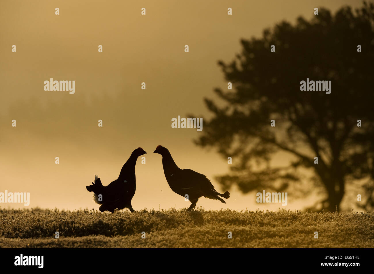 Silhouette de deux hommes Tétras (Tetrao tetrix) affichage à lek à l'aube, NP Cairngorms, Grampian, Ecosse, UK, avril. Années 2020 Livre VISION Plaque. Banque D'Images
