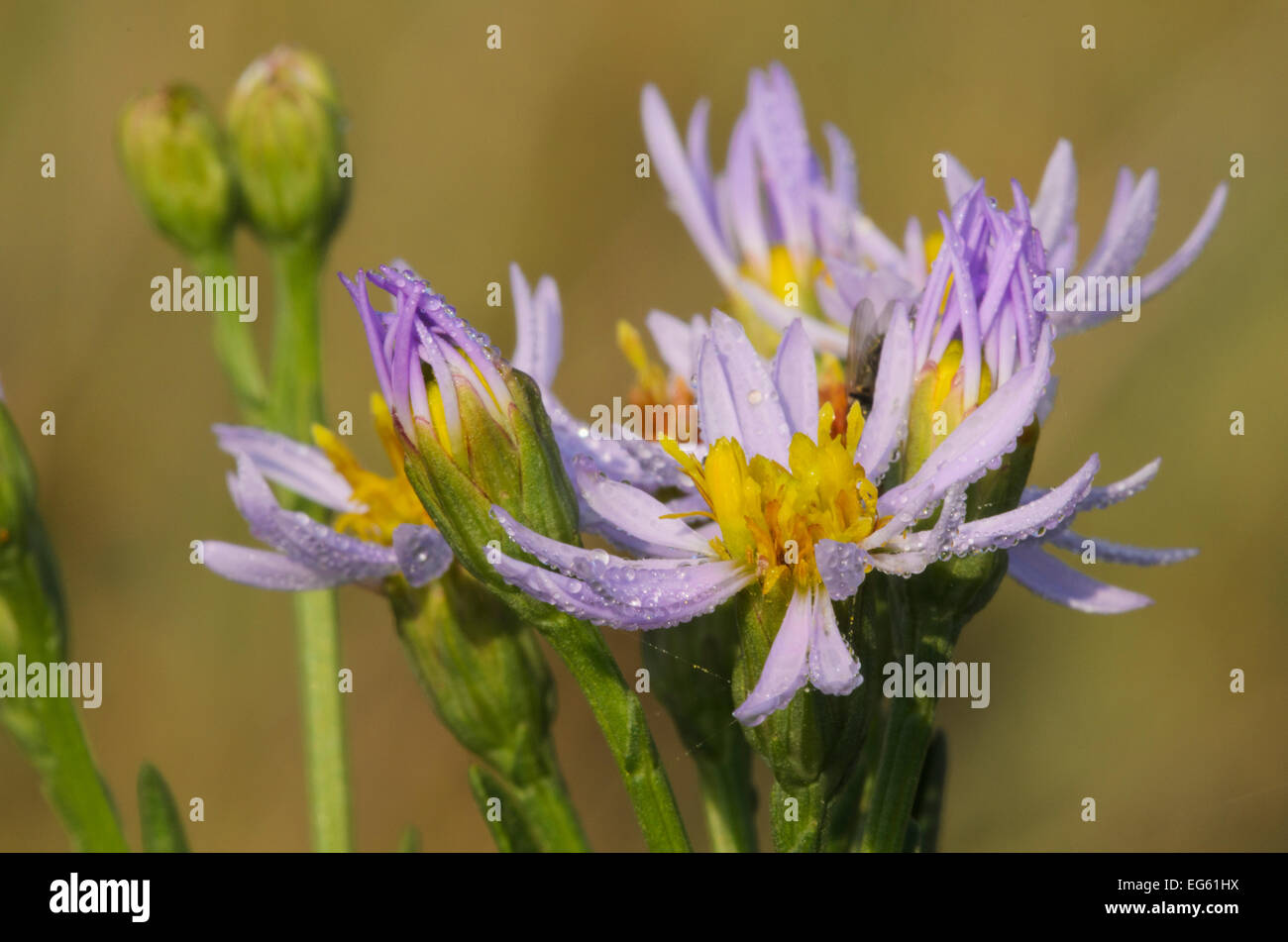 Aster tripolium pannonicum (mer) en fleur, Abbotts Hall Farm, Essex, Angleterre, Royaume-Uni, septembre. Années 2020 Livre VISION Plaque. Banque D'Images