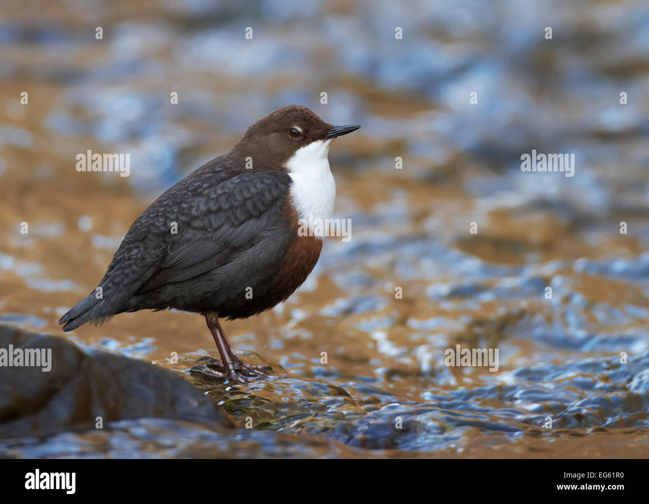 Balancier (Cinclus cinclus) debout dans le ruisseau, Clwyd, Pays de Galles, Royaume-Uni, février. Banque D'Images