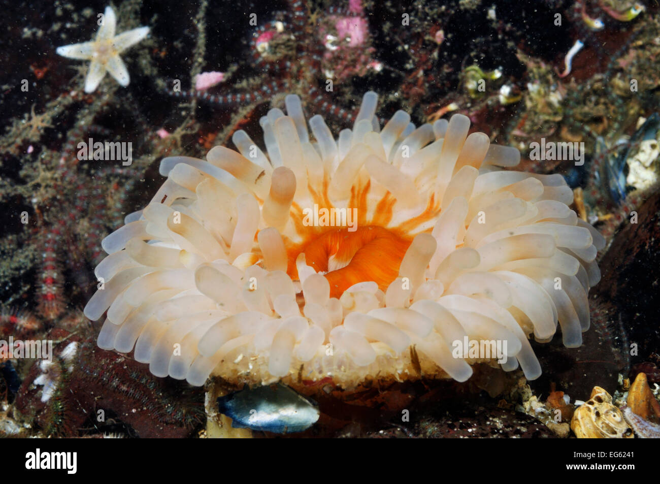 Anémone dahlia (Urticina felina / Tealia felina), sur le lit d'ophiures (Ophiothrix fragilis), St Abbs (St Abbs et Eyem Banque D'Images