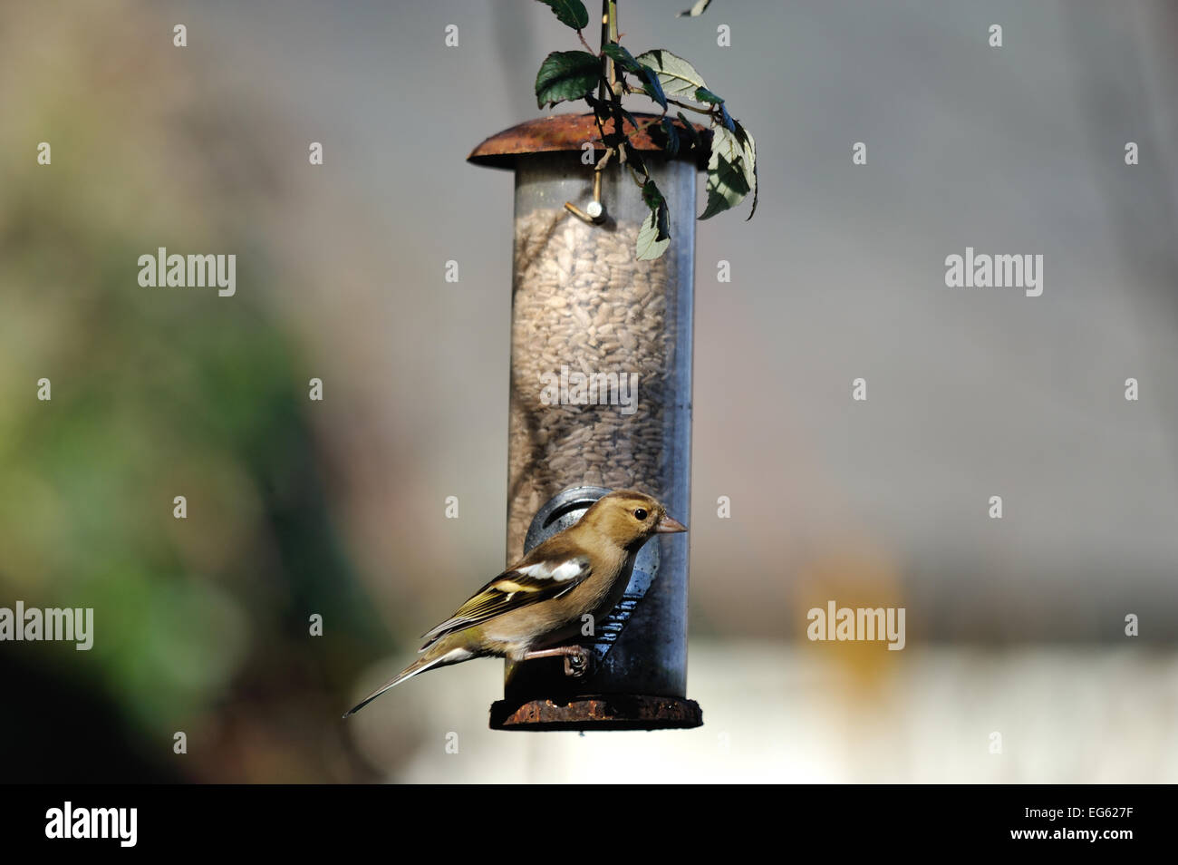 Chaffinch manger les graines sur jardin mangeoire pour oiseaux Banque D'Images