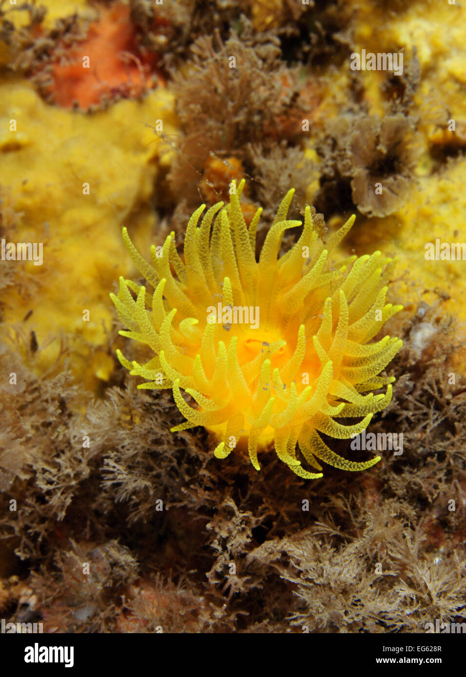 Coucher du soleil tasse jaune corail coral / grotte (Leptopsammia pruvoti), recouvert d'éponge sur roche, Zone de conservation marine de l'île de Lundy, Devon, England, UK, Mai Banque D'Images