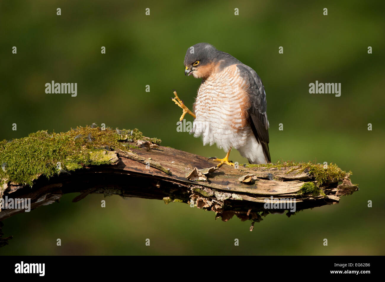 Fauve (Accipiter nisus) mâles adultes de toilettage. L'Écosse, au Royaume-Uni, en mars. Le saviez-vous ? Dans la mythologie grecque, roi Nisus a été transformé en une longue queue. Banque D'Images