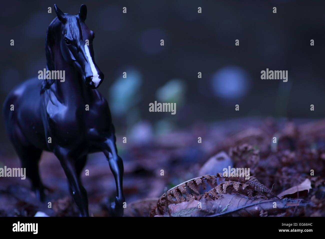 Un cheval adulte promenades à travers la nuit de prendre un verre dans l'eau. Banque D'Images