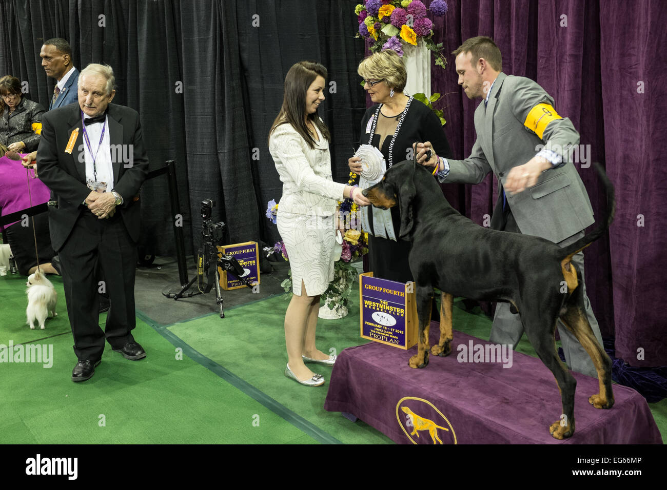 New York, NY, USA. 16 Février, 2015. Bayaway coonhound noir et feu Jersey's de la légalité de la préparation de sa séance de photo officielle après le chien à l'évaluation des candidats à la 139e groupe Westminster Kennel Club dog show. Credit : Ed Lefkowicz/Alamy Live News Banque D'Images