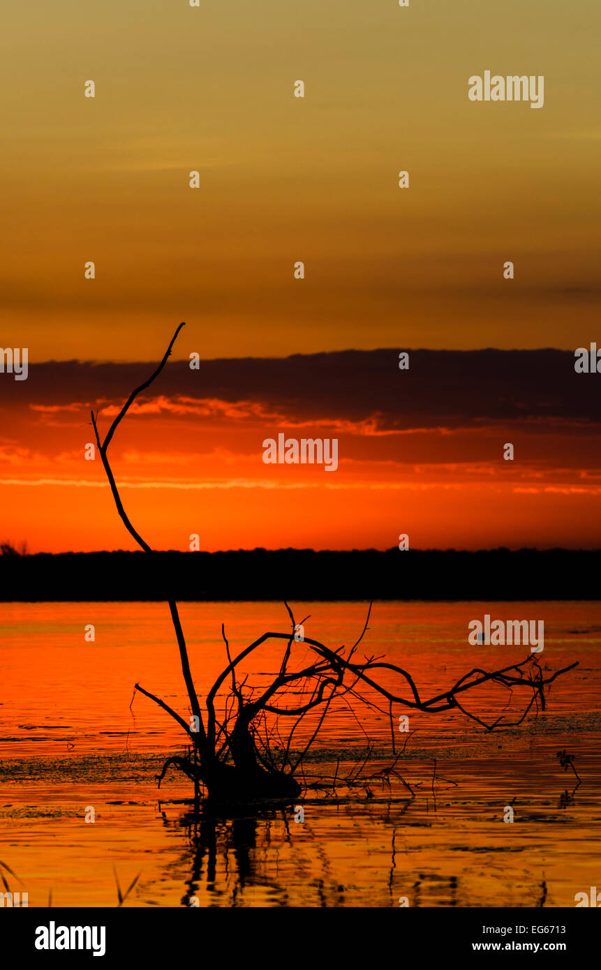 Beau lever de soleil dans le Delta du Danube à Chilia Veche sur le Danube, Roumanie. Ciel en rouge. Banque D'Images