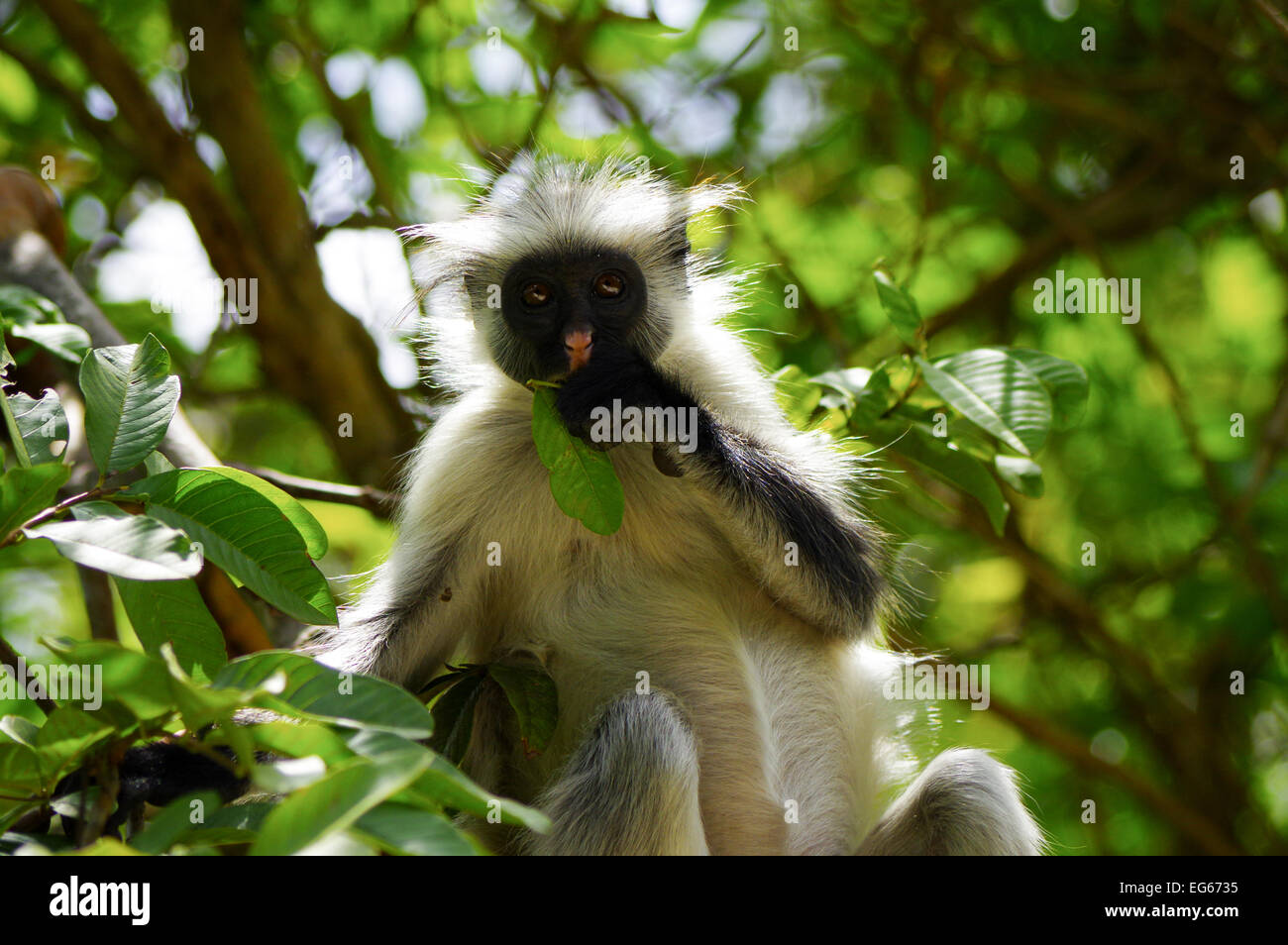 Zanzibar colobus rouge près de Parc National de Jozani et de la baie Banque D'Images