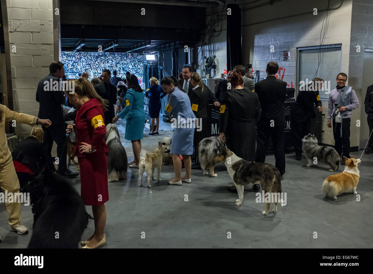 New York, NY, USA. 16 Février, 2015. Les chiens et leurs maîtres d'attendre leur tour pour entrer dans le ring à la 139e Westminster Kennel Club Dog Show. Credit : Ed Lefkowicz/Alamy Live News Banque D'Images