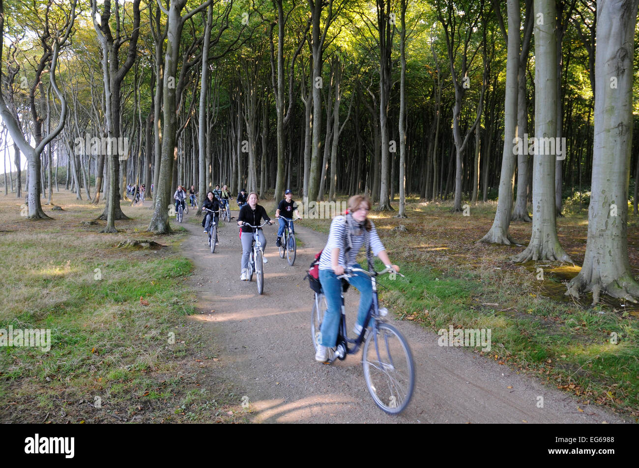Forêt de hêtres, l'esprit bois, bois ghost, avec les cyclistes à la mer baltique à Rostock, Mecklembourg-Poméranie-Occidentale, Allemagne Banque D'Images