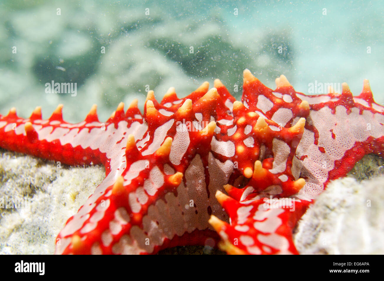 Red-étoile bulbés repéré dans Zanzibar Banque D'Images