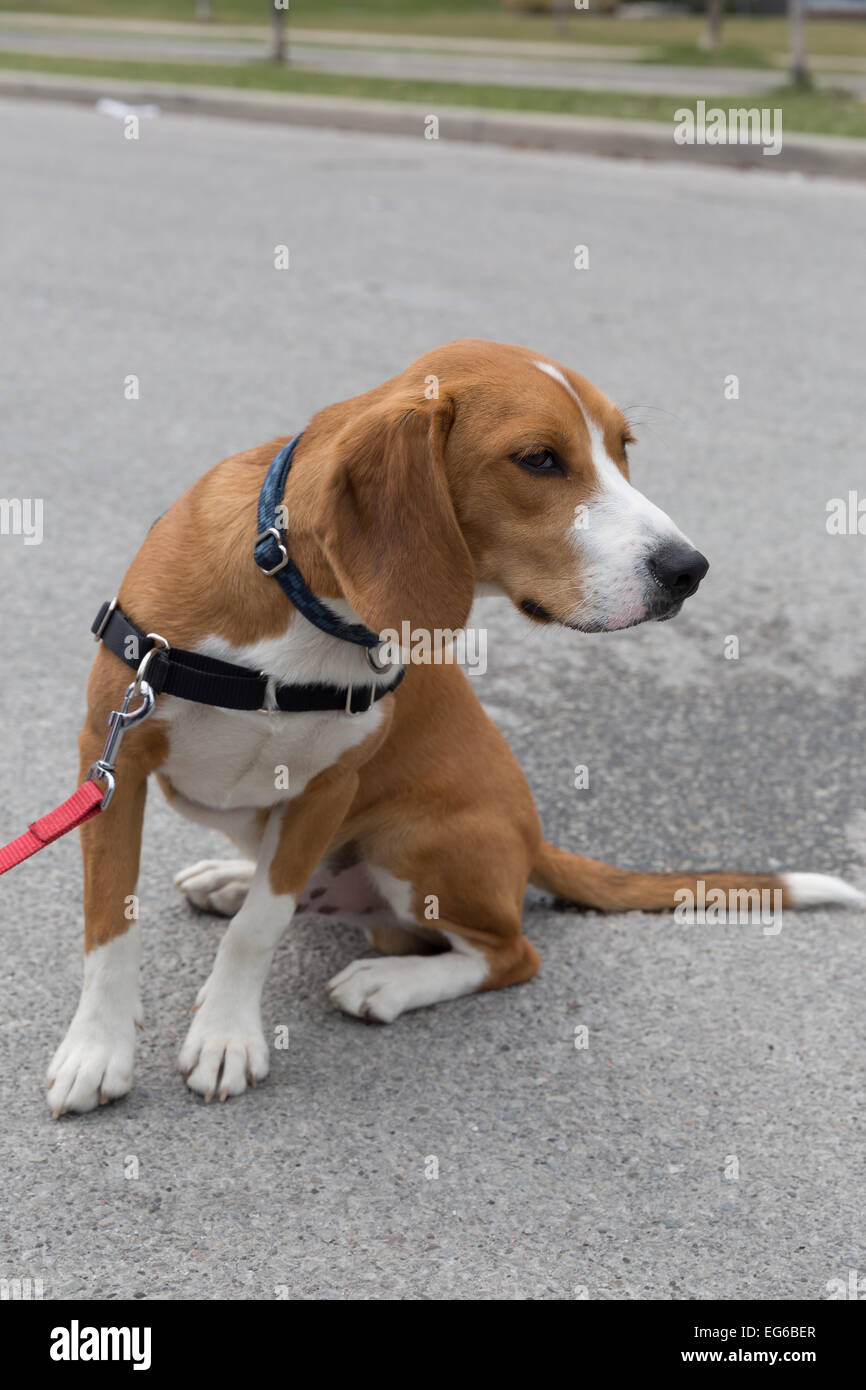 Un biscuit 8 mois chiot beagle brun et blanc à la recherche avec curiosité. Banque D'Images
