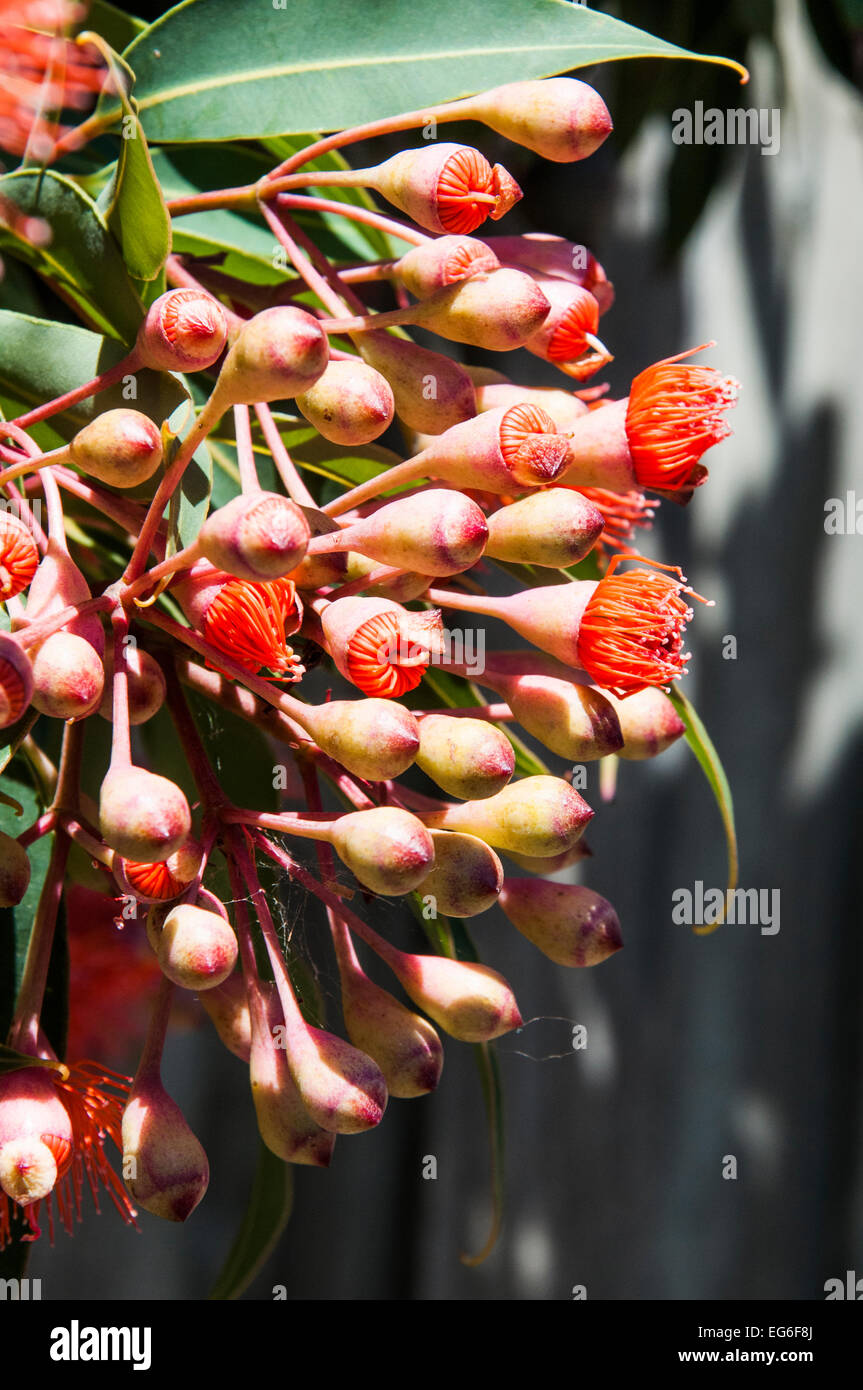 La floraison gum Eucalyptus Corymbia ficifolia ( ou ) un arbre indigène Banque D'Images