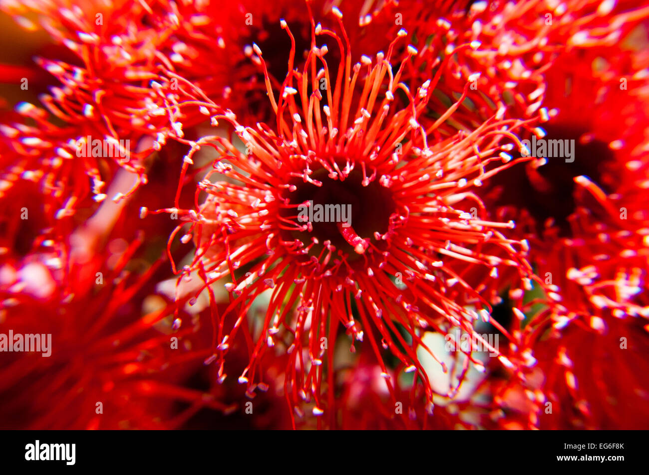 La floraison gum Eucalyptus Corymbia ficifolia ( ou ) un arbre indigène Banque D'Images