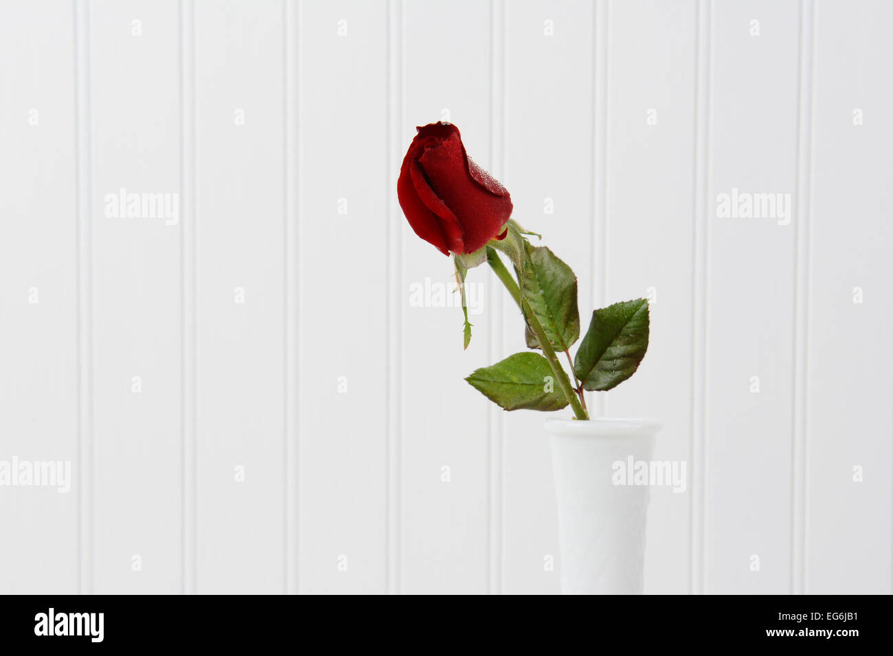 Libre d'une rose rouge bur avec gouttelettes d'eau dans un vase blanc contre un fond blanc beadboard. Format horizontal Banque D'Images