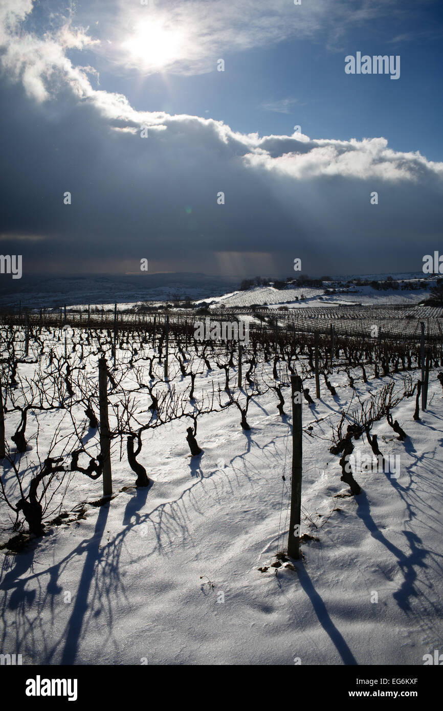 8/2/15 Les vignobles de La Rioja, près de Samaniego, Alava, Pays Basque, Espagne. Photo de James Sturcke. Banque D'Images