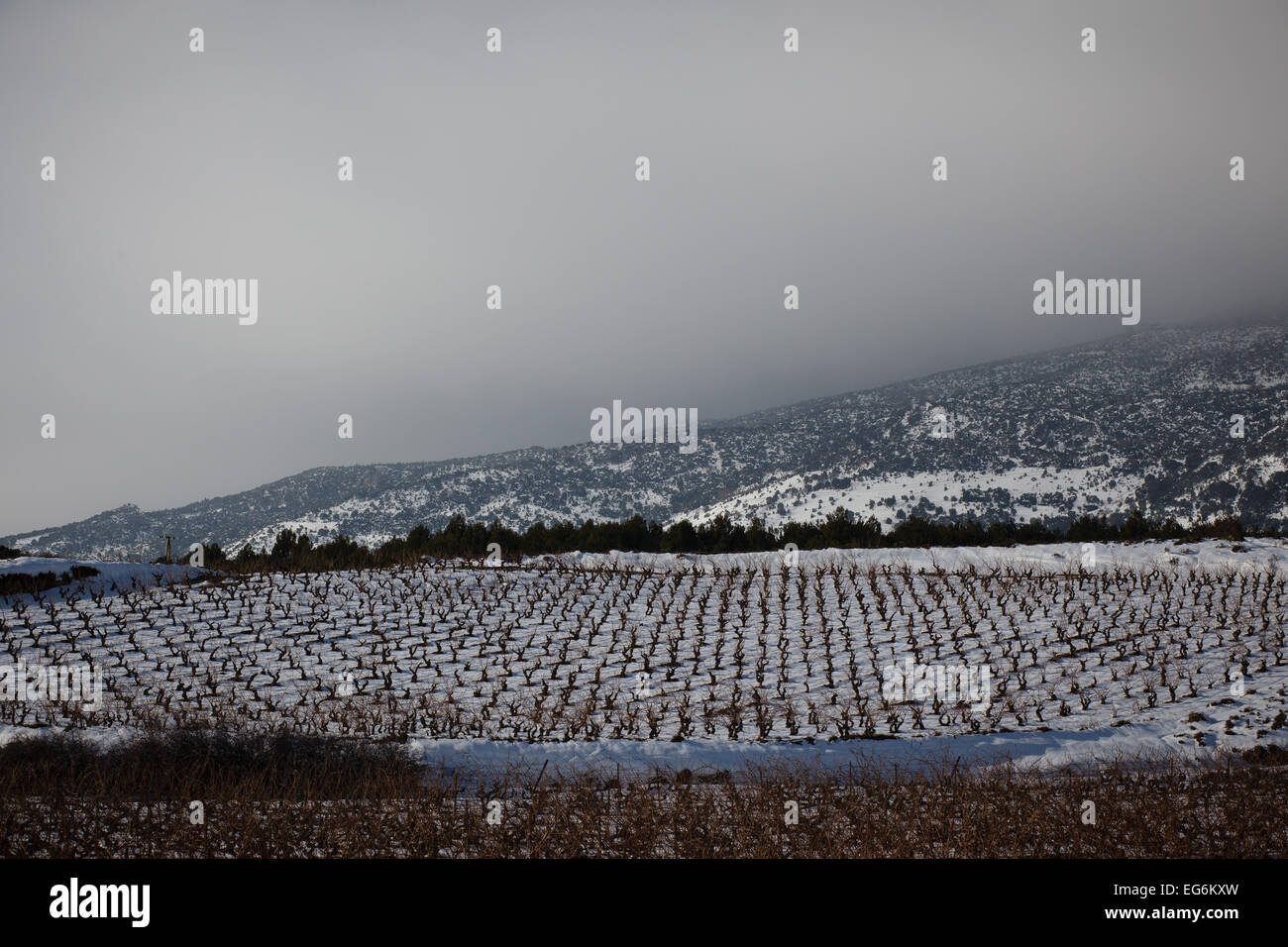 8/2/15 Les vignobles de La Rioja, près de Samaniego, Alava, Pays Basque, Espagne. Photo de James Sturcke. Banque D'Images