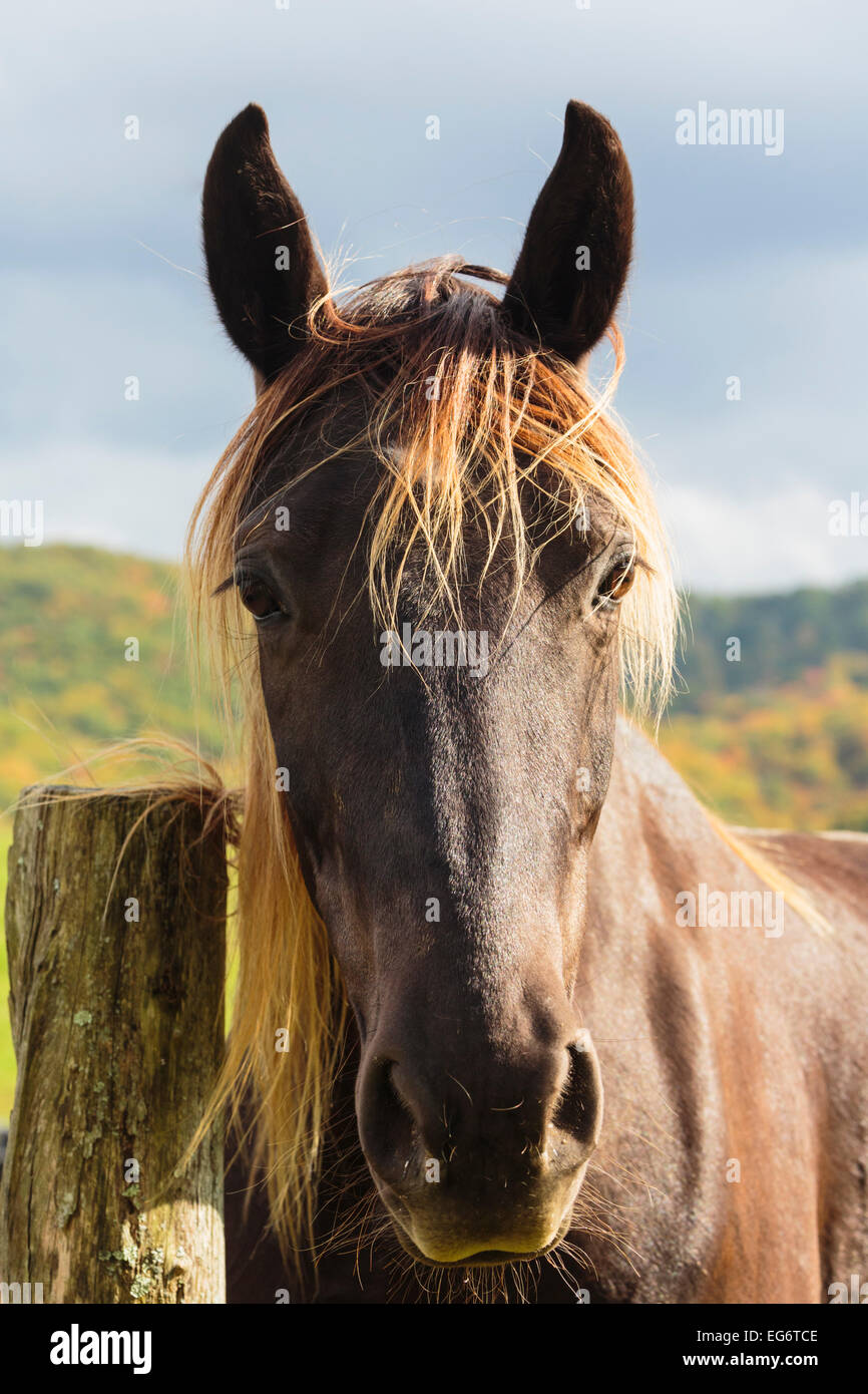 Cheval (Equus ferus caballus).Portrait. Surround mouches sa tête. Banque D'Images