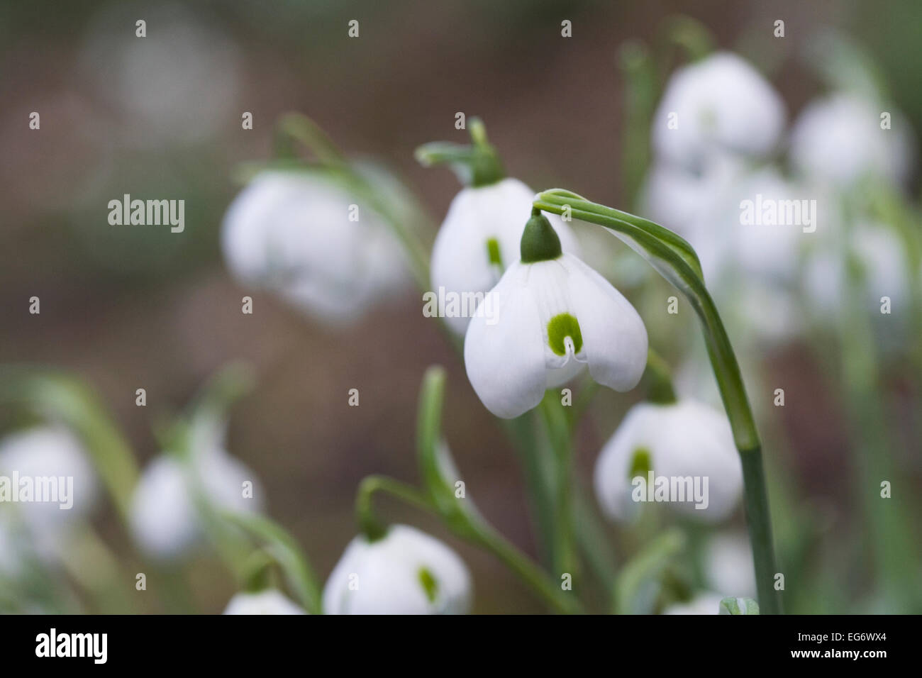 Galanthus hippolyta Banque de photographies et d’images à haute