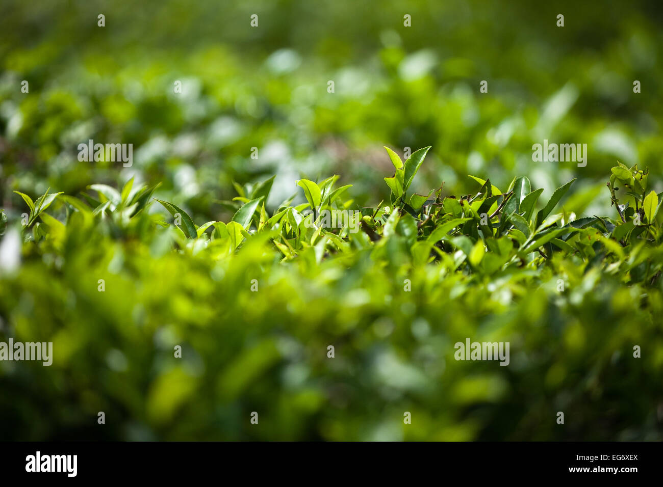 Close up de feuilles de thé poussant sur un arbre de thé, près de Munnar, Inde du Sud Banque D'Images