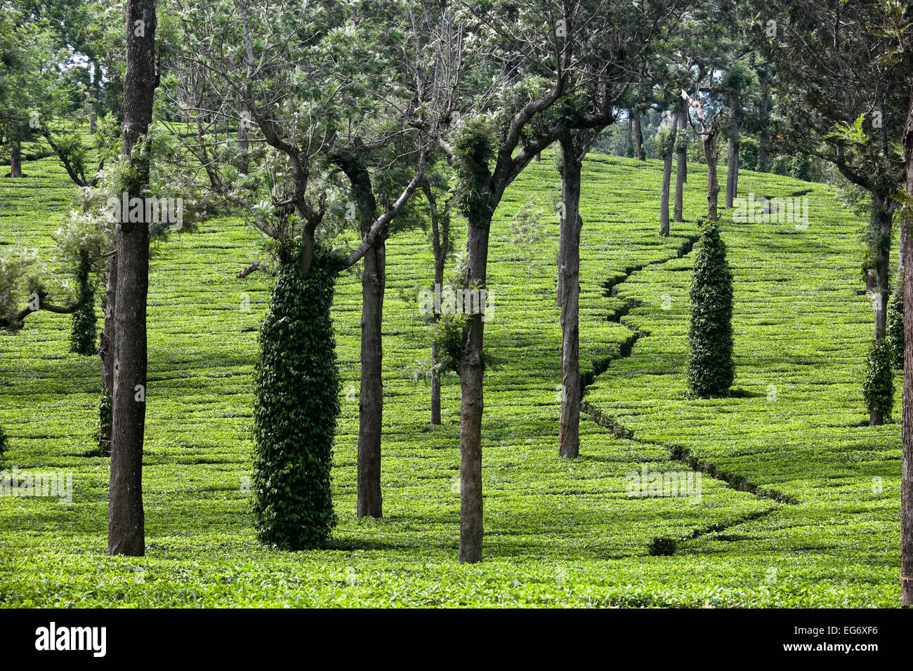 Les plantations de thé sur la route de Munnar, Inde Banque D'Images