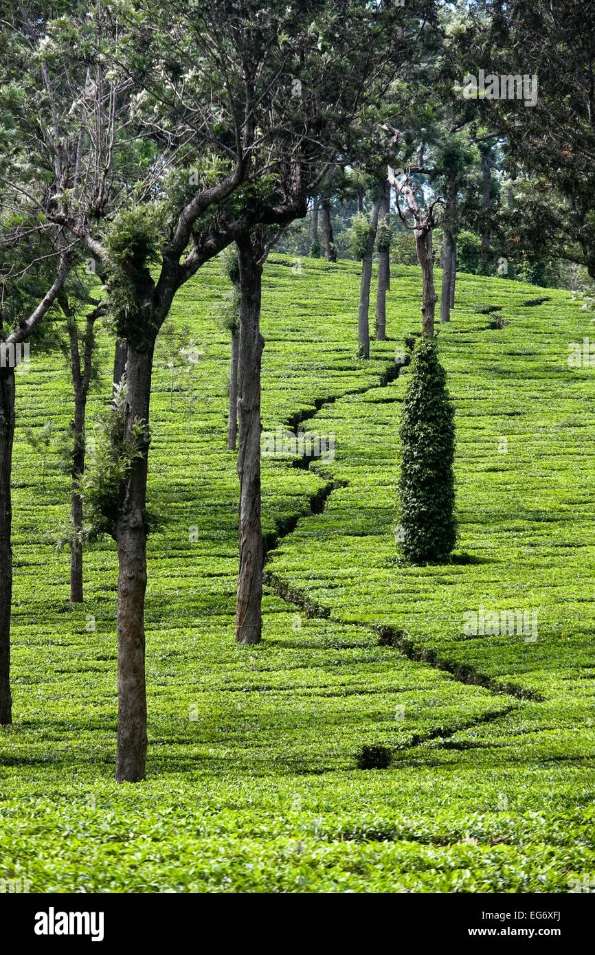 Les plantations de thé sur la route de Munnar, Inde Banque D'Images