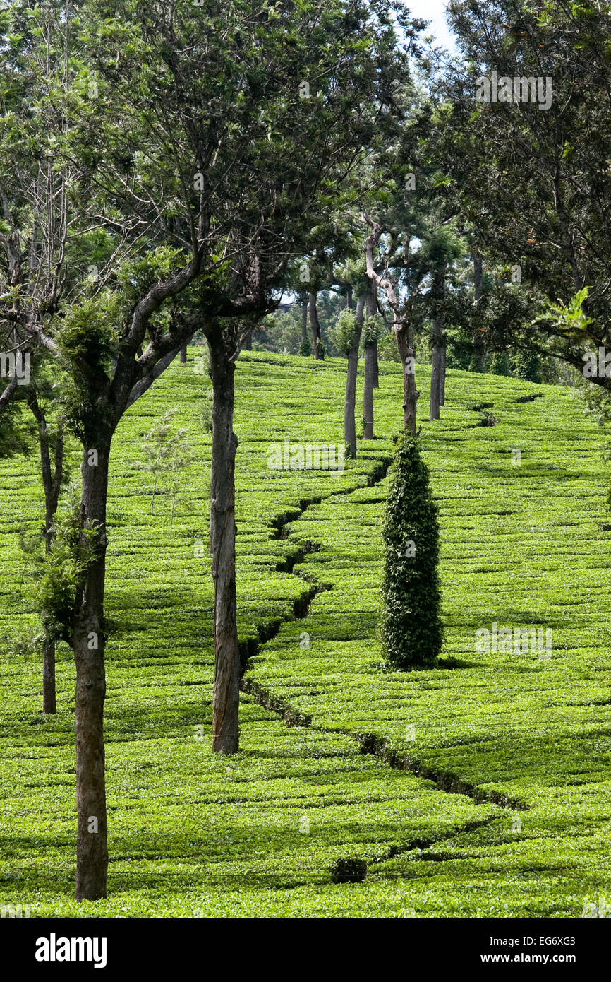 Les plantations de thé sur la route de Munnar, Inde Banque D'Images