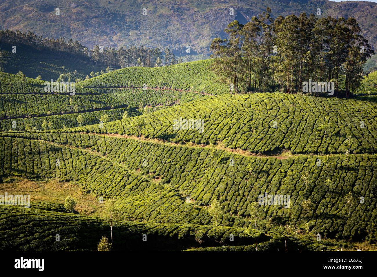 Les plantations de thé à la périphérie de Munnar, Inde Banque D'Images