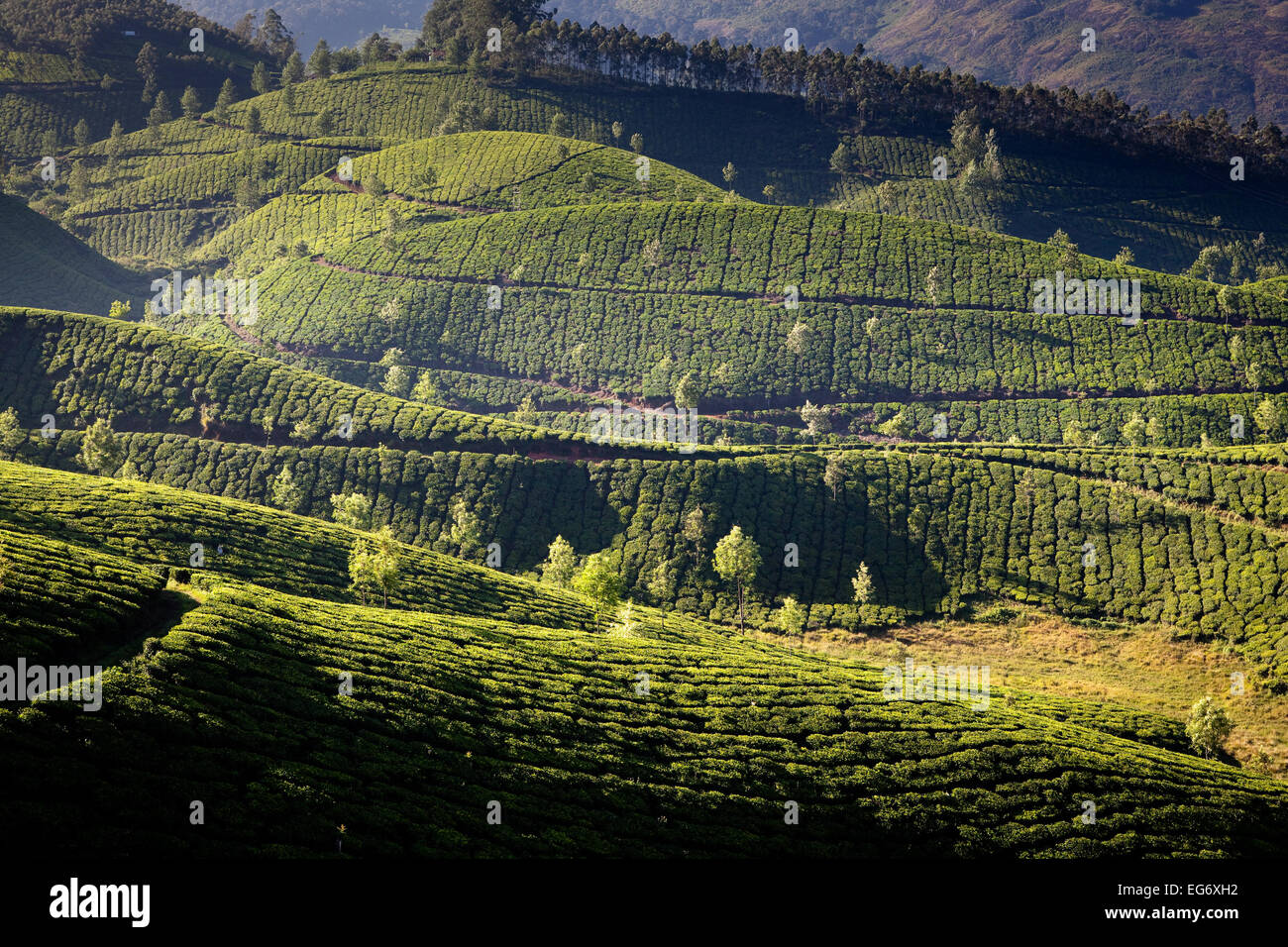 Les plantations de thé à la périphérie de Munnar, Inde Banque D'Images