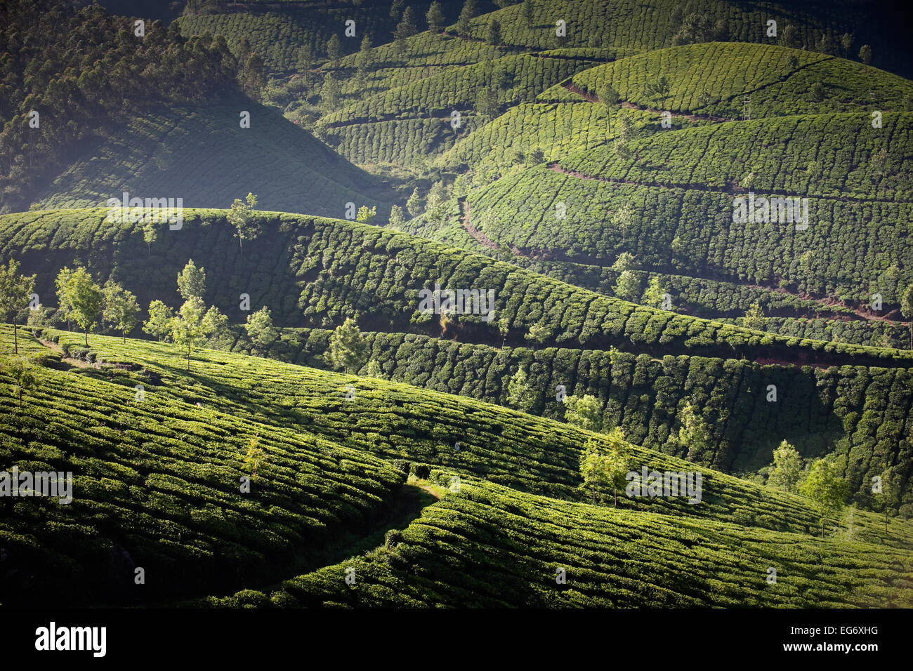 Les plantations de thé à la périphérie de Munnar, Inde Banque D'Images