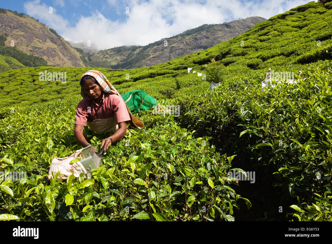 Les cueilleurs de thé de Munnar Inde Banque D'Images