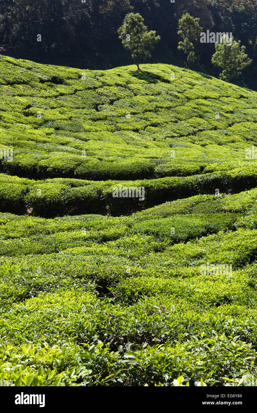 Les plantations de thé à la périphérie de Munnar, Inde Banque D'Images