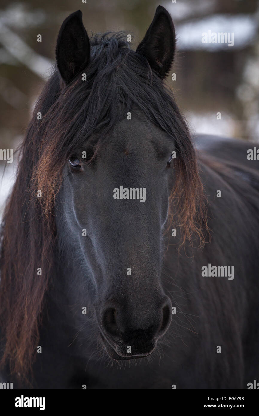 Beauté Portrait cheval frison en hiver Banque D'Images