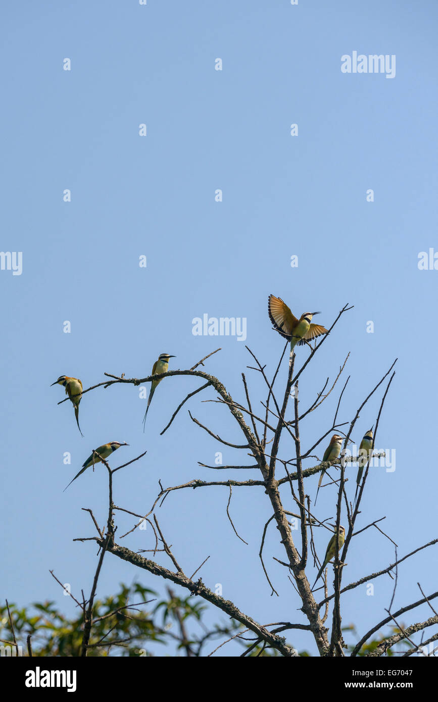 Un groupe de white-throated bee-eaters dans un arbre contre un ciel bleu. L'un a un insecte dans son bec. Banque D'Images