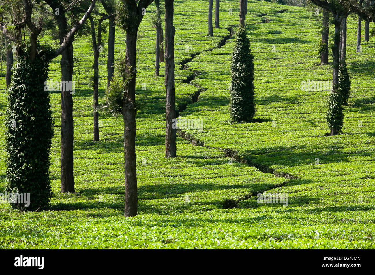 Les plantations de thé à la périphérie de Munnar, Inde Banque D'Images