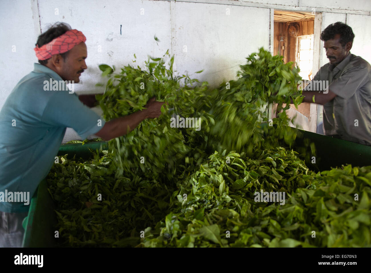 Travailleur de l'usine de thé de feuilles de thé dans la présente décision, Munnar, India Banque D'Images