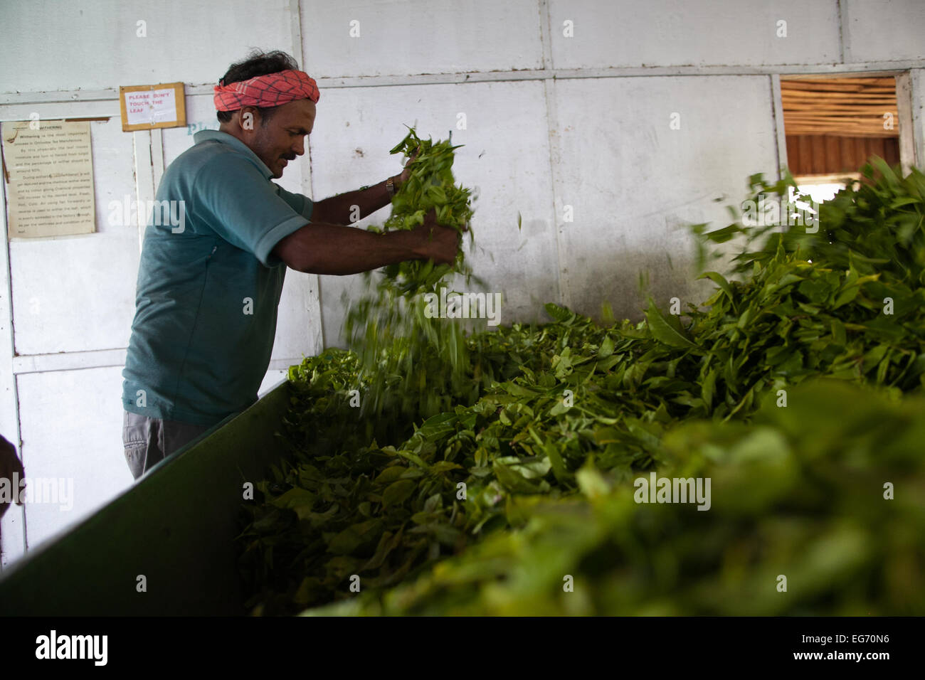 Travailleur de l'usine de thé de feuilles de thé dans la présente décision, Munnar, India Banque D'Images