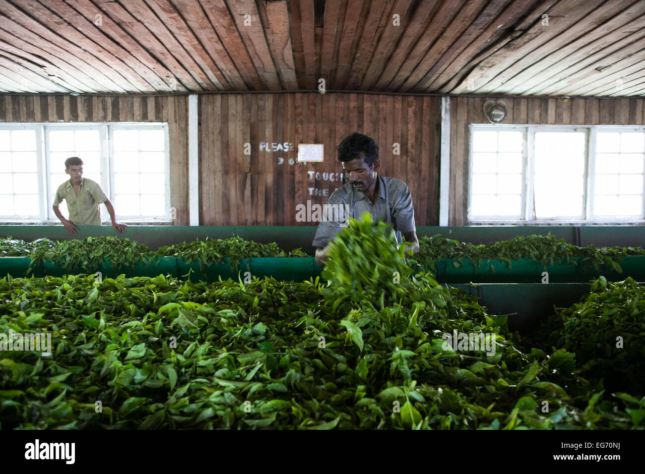 Travailleur de l'usine de thé de feuilles de thé dans la présente décision, Munnar, India Banque D'Images