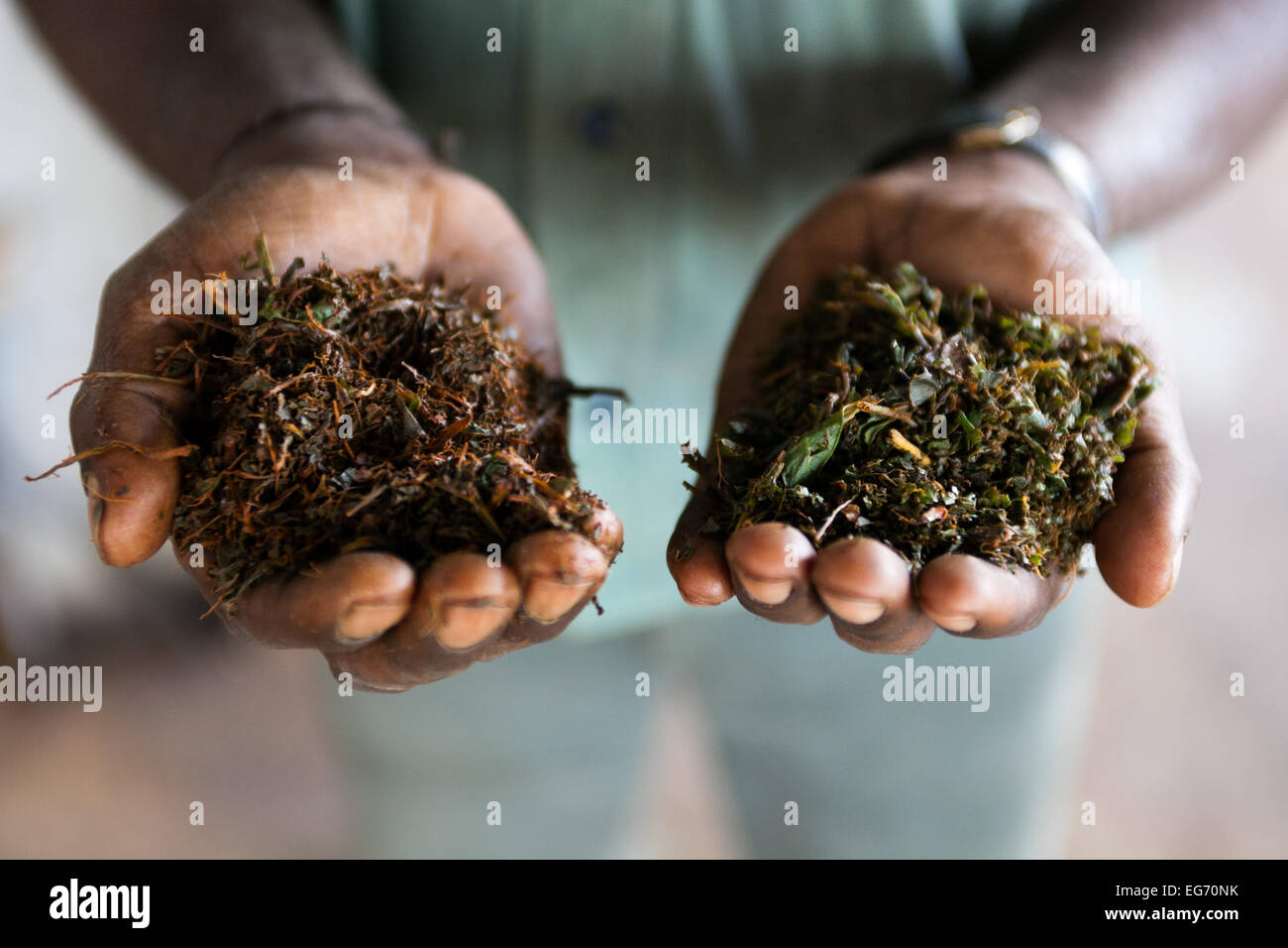 Travailleur de l'usine de thé de feuilles de thé dans la présente décision, Munnar, India Banque D'Images