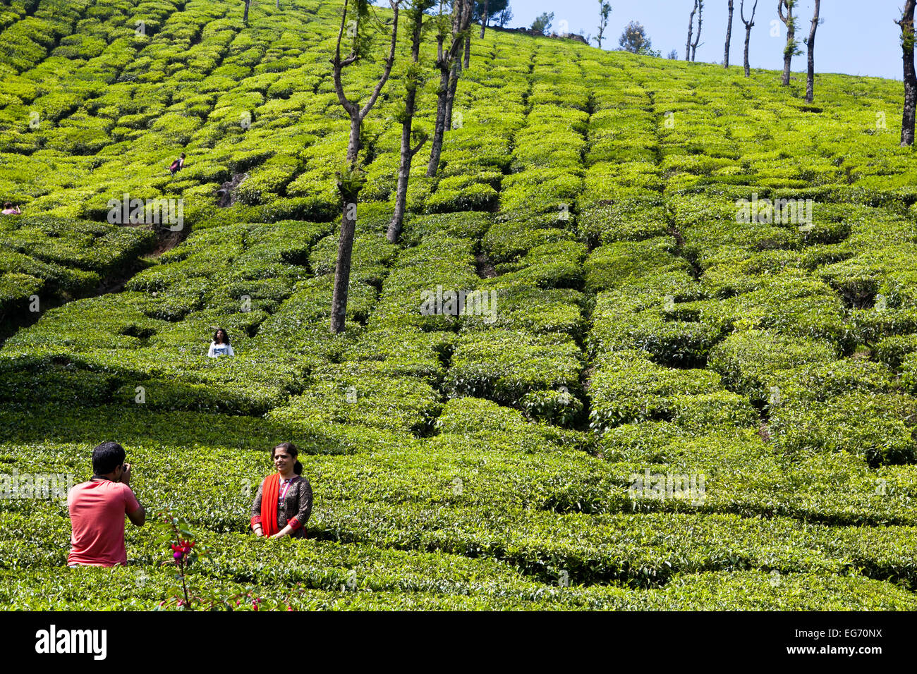 Les Indiens de prendre des photographies dans le teapPlantations près de Munnar, Inde Banque D'Images
