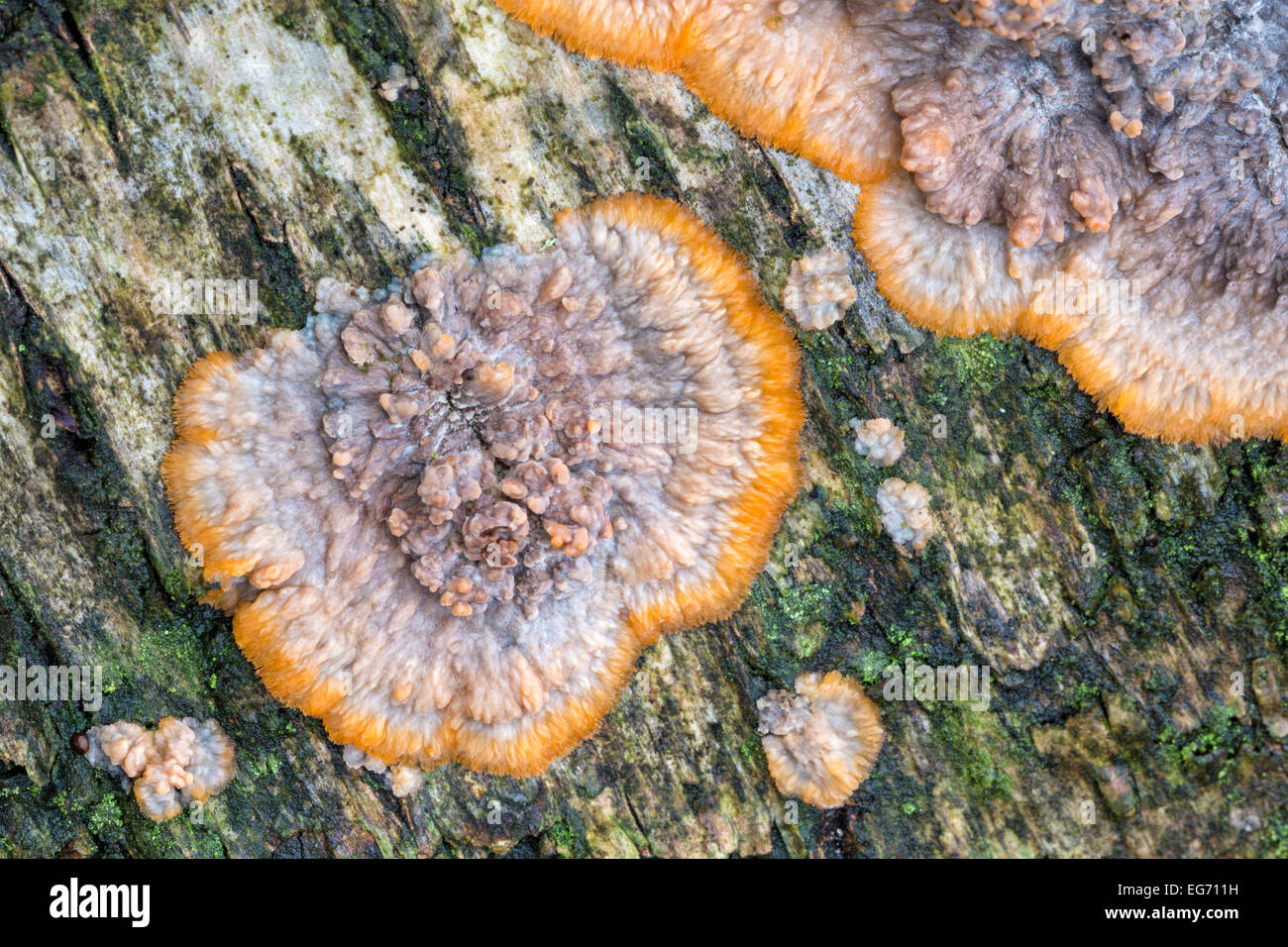 Phlebia radiata ou croûte ridée Banque D'Images