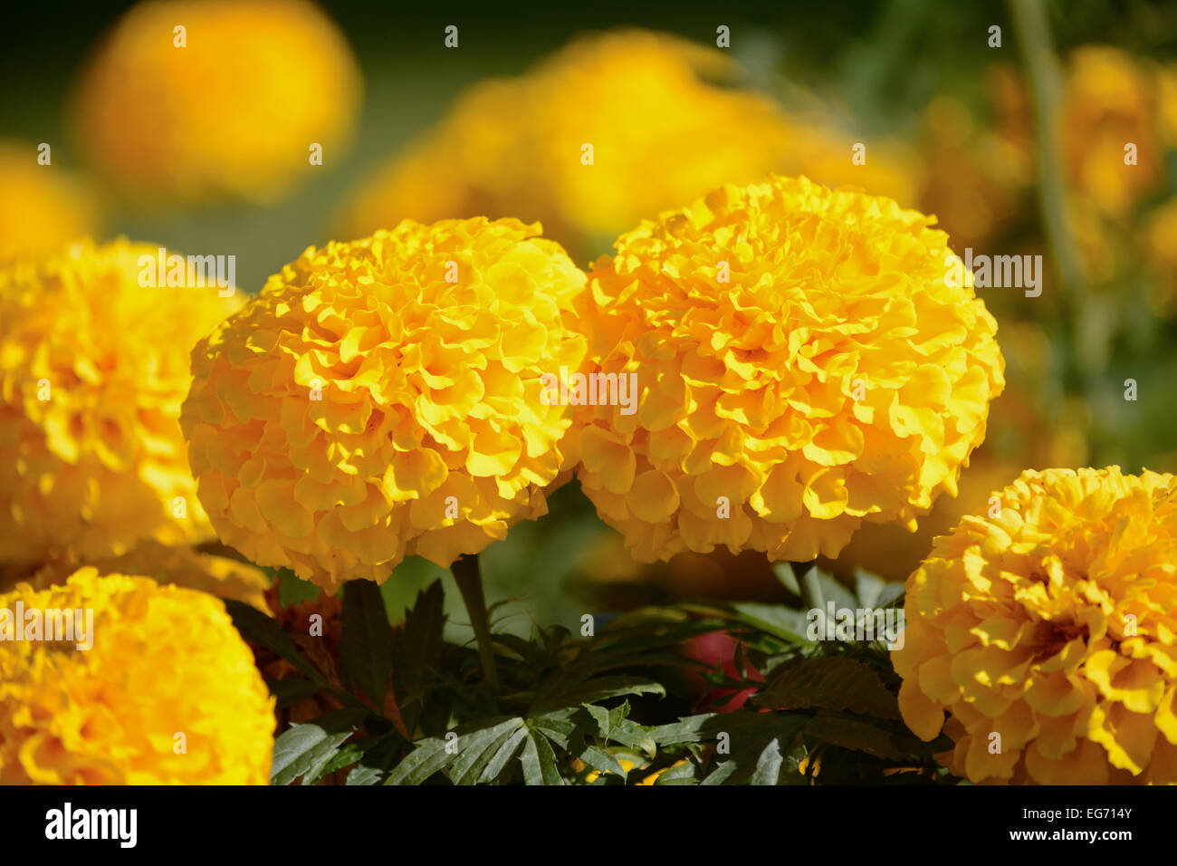 Blooming fleurs jaune soleil en été le long de talus, Bedford, Bedfordshire, Angleterre Banque D'Images