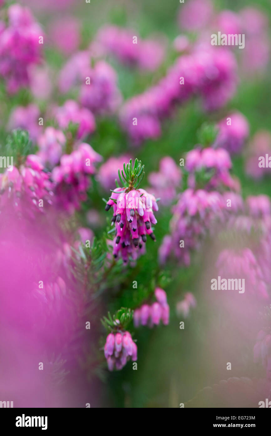 Erica carnea Rosalie. Fleurs de bruyère Banque D'Images