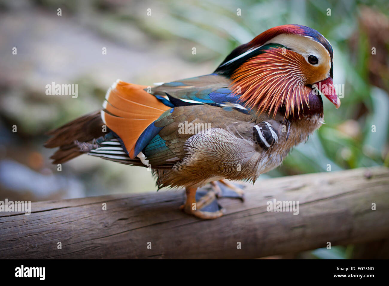Canard mandarin Banque D'Images