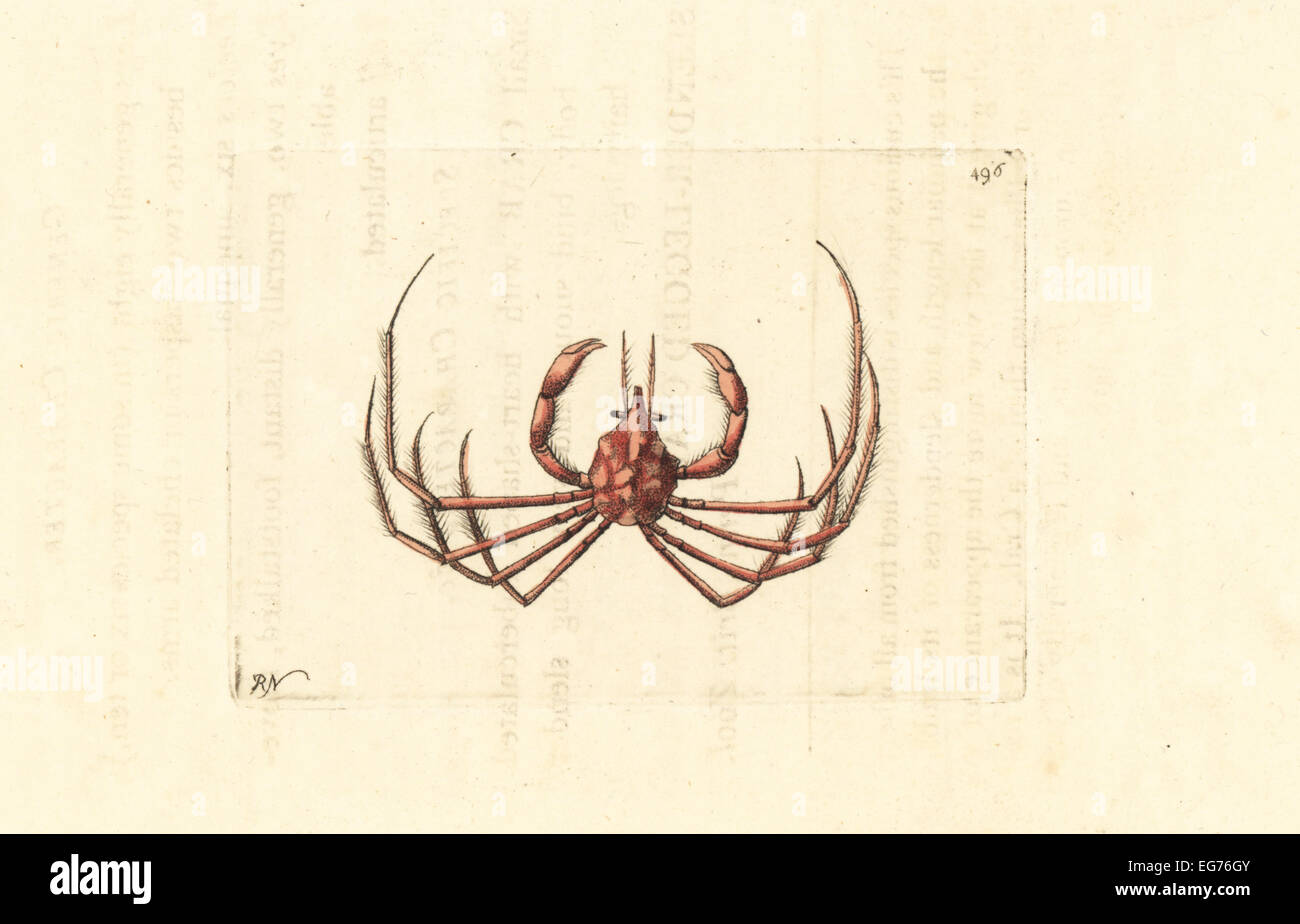L'araignée de mer, Inachus phalangium (pattes de crabe, Cancer phalangium). Banque D'Images
