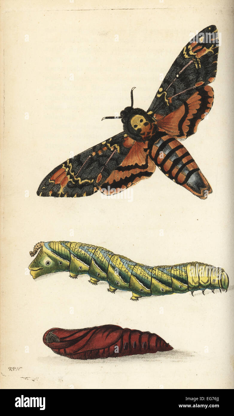 La T te De Mort Acherontia Atropos Sphynx Papillon Chenille Et La T te De Mort Acherontia Atropos Sphynx Papillon Chenille Et
