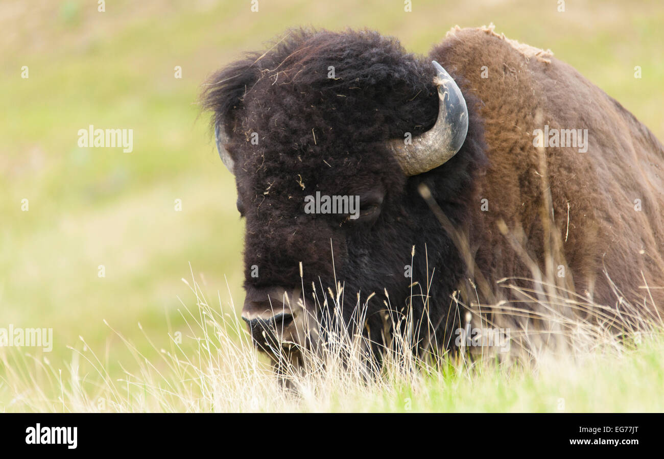 Le taureau - Buffalo dans le nord-ouest du Montana Banque D'Images