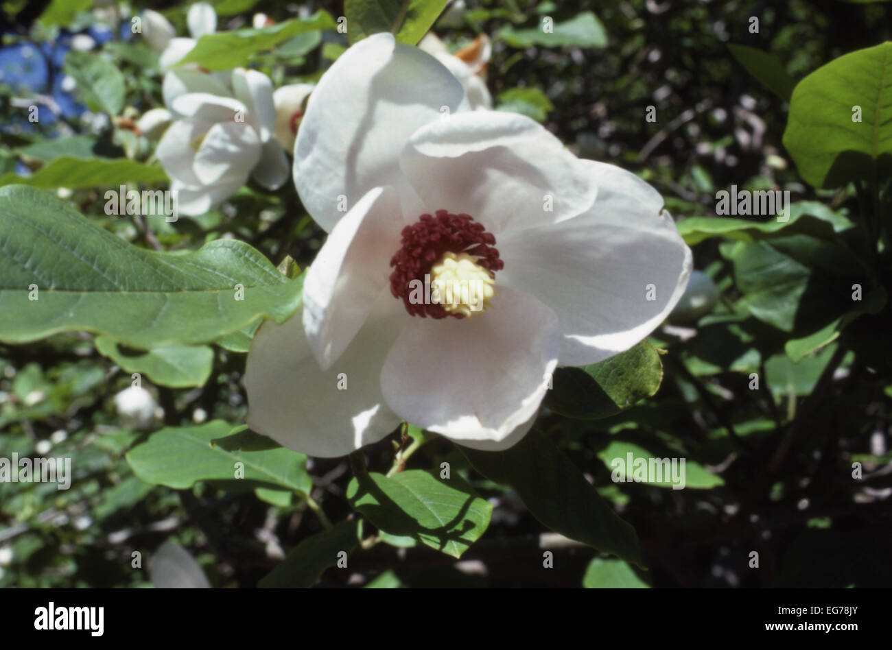 Magnolia sieboldii/parviflora fleur, UK. Banque D'Images