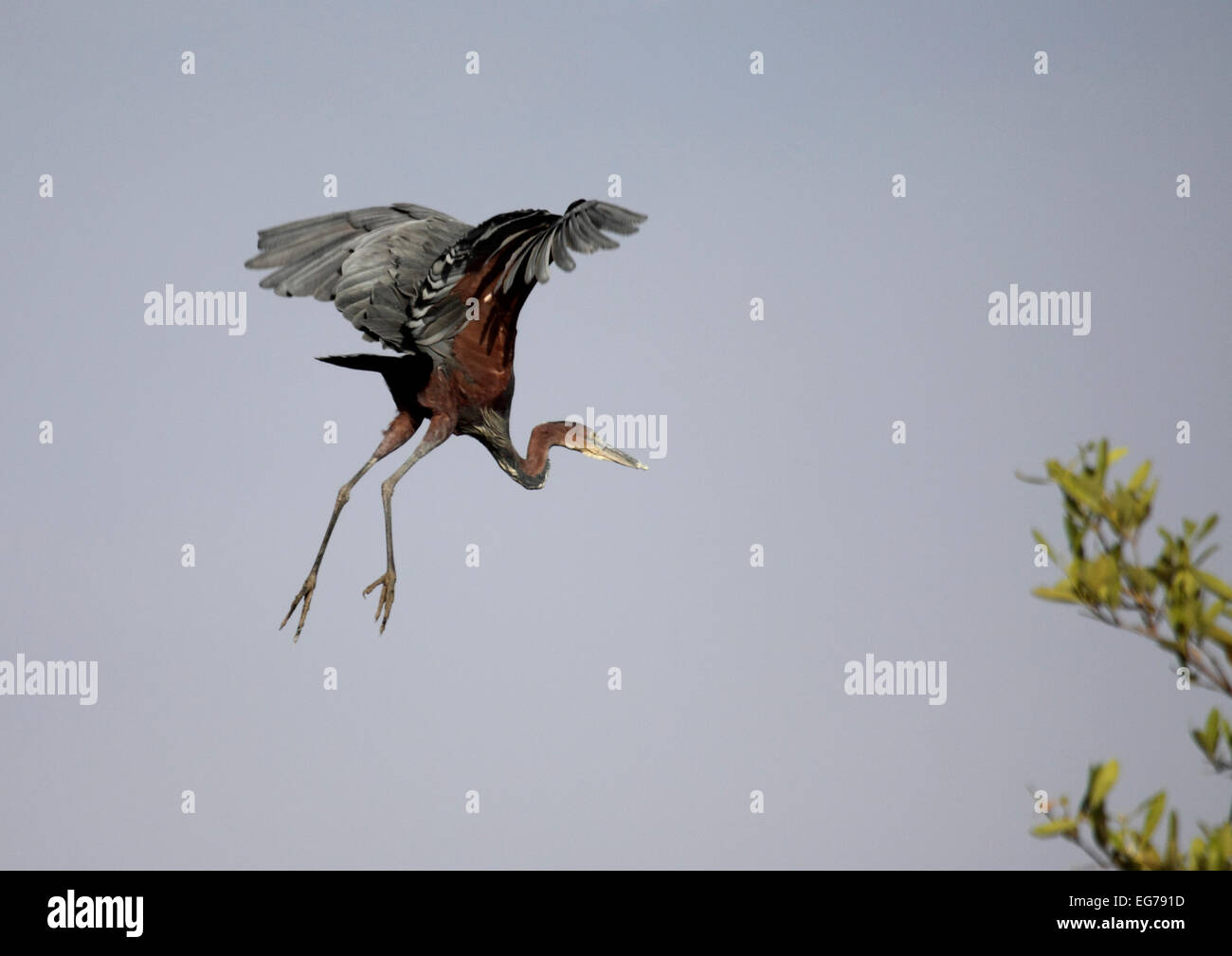 Le Héron goliath, décoller de la perche dans la mangrove sur le fleuve Gambie Banque D'Images