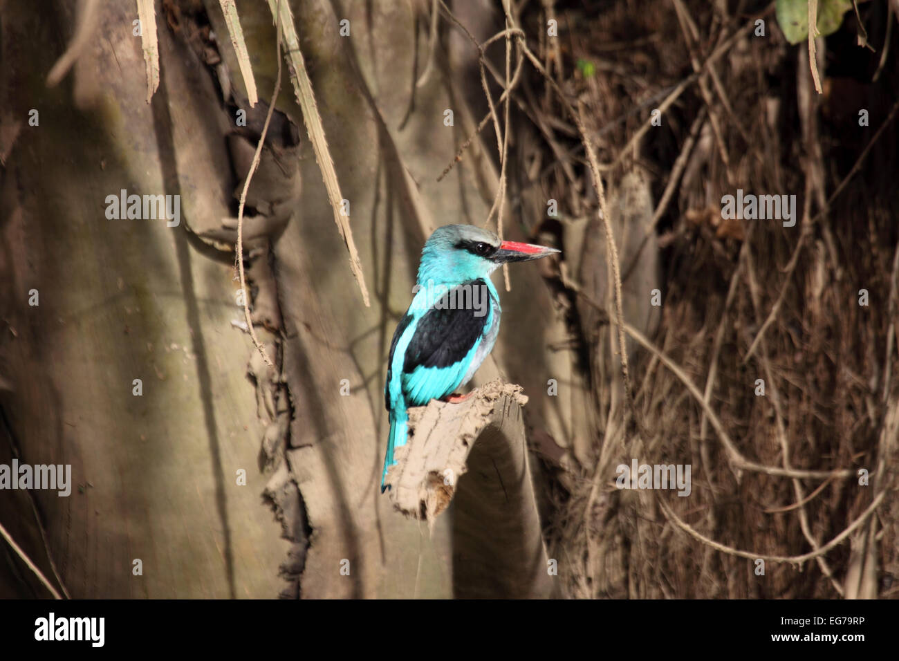Blue-breasted kingfisher perché sur branche cassée au bord du fleuve Gambie Banque D'Images